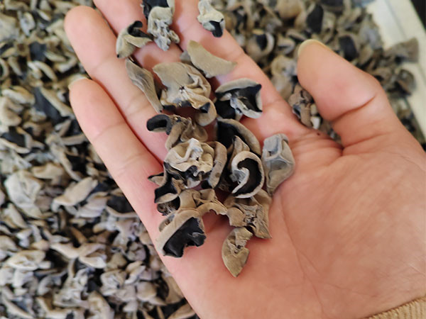 黑木耳的形态特征